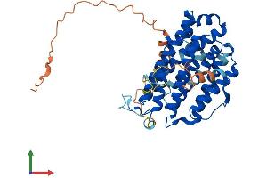 AlphaFold protein structure predicition of Mouse Recombinant Rrm2 Protein, UniprotID P11157