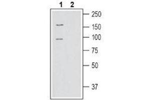 Western blot analysis of human SH-SY5Y neuroblastoma cell line lysate: - 1. (SLC6A15 anticorps  (C-Term, Intracellular))
