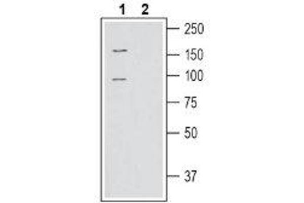 SLC6A15 anticorps  (C-Term, Intracellular)