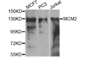 Western blot analysis of extracts of various cell lines, using MCM2 antibody. (MCM2 anticorps  (AA 360-700))