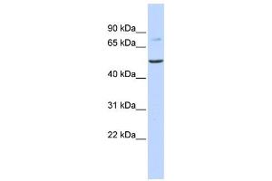 Western Blotting (WB) image for anti-Bile Acid CoA: Amino Acid N-Acyltransferase (Glycine N-Choloyltransferase) (BAAT) antibody (ABIN2458950) (BAAT anticorps)