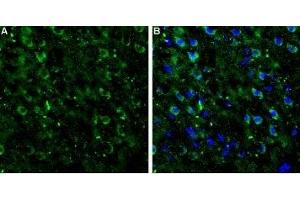 Expression of mGluR7 in rat neocortexImmunohistochemical staining of rat neocortex frozen sections using Anti-mGluR7 (extracellular) Antibody (ABIN7043255, ABIN7044346 and ABIN7044347). (Glutamate Receptor, Metabotropic 7 (GRM7) Peptide)