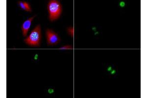 Immunofluorescence of Rabbit Anti-Histone H3 [p Ser10] Antibody.