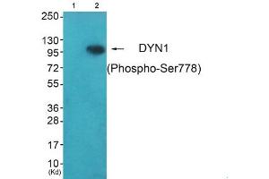 Western blot analysis of extracts from HepG2 cells (Lane 2), using DYN1 (Phospho-Ser778) Antibody.