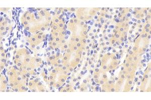 Detection of IGF1 in Mouse Kidney Tissue using Polyclonal Antibody to Insulin Like Growth Factor 1 (IGF1)