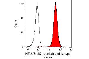 anti-Receptor tyrosine-protein kinase erbB-2 (ErbB2/Her2) (AA 1205-1255) antibody