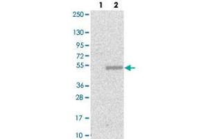 Western blot analysis of Lane 1: Negative control (vector only transfected HEK293T lysate), Lane 2: Over-expression Lysate (Co-expressed with a C-terminal myc-DDK tag (~3. (HS2ST1 anticorps)