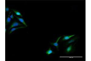 Immunofluorescence of purified MaxPab antibody to KPNA5 on HeLa cell. (KPNA5 anticorps  (AA 1-539))