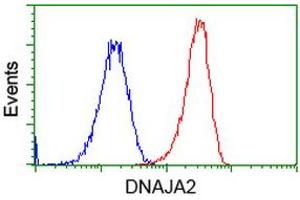 Image no. 5 for anti-DnaJ (Hsp40) Homolog, Subfamily A, Member 2 (DNAJA2) antibody (ABIN1497861) (DNAJA2 anticorps)