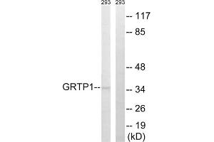 Western blot analysis of extracts from 293 cells, using GRTP1 antibody. (GRTP1 anticorps  (Internal Region))
