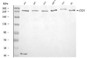 Western blot analysis of CHD1 using anti-CHD1 antibody (ABIN7602361). (CHD1 anticorps  (AA 71-1250))