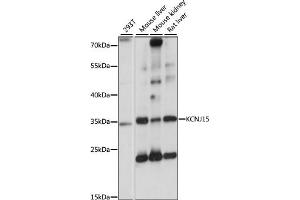 Western blot analysis of extracts of various cell lines, using KCNJ15 antibody (ABIN7269475) at 1:1000 dilution.