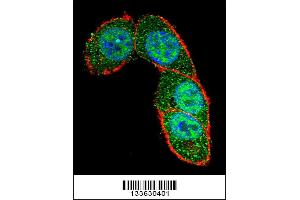 Confocal immunofluorescent analysis of SMAD3 Antibody with Hela cell followed by Alexa Fluor 488-conjugated goat anti-rabbit lgG (green). (SMAD3 anticorps  (AA 127-156))