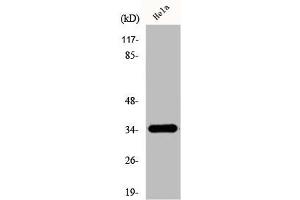 Western Blot analysis of HeLa cells using D-GPCR Polyclonal Antibody (OR51E1 anticorps  (C-Term))