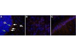 Expression of OX2R in rat brain - Immunohistochemical staining of rat brain using Anti-Orexin Receptor 2 Antibody (ABIN7043029, ABIN7044885 and ABIN7044886), (1:50), followed by goat anti-rabbit-AlexaFluor-555 secondary antibody (1:500), (red). (CD200R1 anticorps  (C-Term, Intracellular))