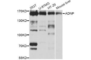 Western blot analysis of extracts of various cell lines, using ADNP Antibody (ABIN1870830) at 1:1000 dilution. (ADNP anticorps)