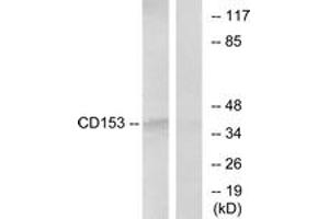 Western blot analysis of extracts from RAW264.