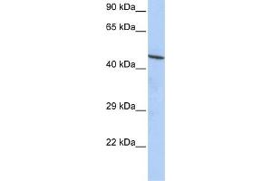 WB Suggested Anti-CCDC16 Antibody Titration:  0. (CCDC16 anticorps  (N-Term))