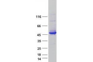 Validation with Western Blot (SEC14L2 Protein (Transcript Variant 1) (Myc-DYKDDDDK Tag))