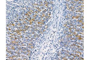 ABIN6261381 and ABIN6278681 at 1/100 staining rat stomach tissue by IHC-P. (DUSP14 anticorps  (Internal Region))