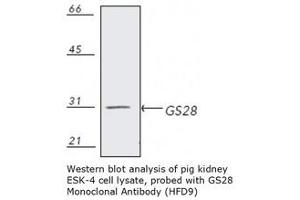Image no. 1 for anti-Golgi SNAP Receptor Complex Member 1 (GOSR1) antibody (ABIN364104)