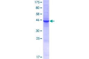 Image no. 1 for Lipocalin 9 (LCN9) (AA 1-176) protein (GST tag) (ABIN1309240)