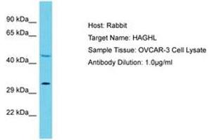 Image no. 1 for anti-Hydroxyacylglutathione Hydrolase-Like (HAGHL) (C-Term) antibody (ABIN6750565) (HAGHL anticorps  (C-Term))