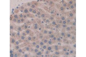 anti-Oxytocin, Prepropeptide (OXT) (AA 20-124) antibody