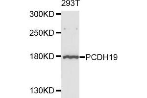 Western blot analysis of extracts of 293T cells, using PCDH19 antibody (ABIN4904699) at 1:1000 dilution. (PCDH19 anticorps)