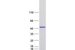 Validation with Western Blot
