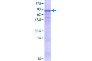 Image no. 1 for WD Repeat Domain, phosphoinositide Interacting 1 (WIPI1) (AA 1-446) protein (GST tag) (ABIN1325335)
