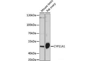 Western blot analysis of extracts of various cell lines using CYP11A1 Polyclonal Antibody at dilution of 1:1000. (CYP11A1 anticorps)