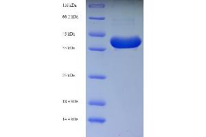 SDS-PAGE (SDS) image for Interleukin 3 (IL-3) (AA 20-152) protein (GST tag) (ABIN5709745)
