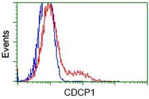 HEK293T cells transfected with either RC220633 overexpress plasmid (Red) or empty vector control plasmid (Blue) were immunostained by anti-CDCP1 antibody (ABIN2454040), and then analyzed by flow cytometry. (CDCP1 anticorps)