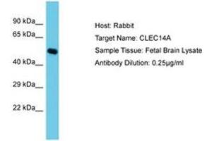 Image no. 1 for anti-C-Type Lectin Domain Family 14, Member A (CLEC14A) (C-Term) antibody (ABIN6750554) (CLEC14A anticorps  (C-Term))