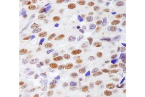 Immunohistochemistry (IHC) image for anti-Histone H4 (HISTH4) (AA 1-50) antibody (ABIN7453609) (Histone H4 anticorps  (AA 1-50))
