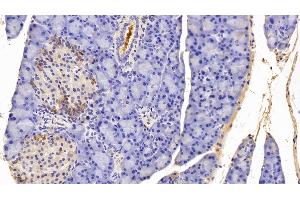 Detection of PALB in Rat Pancreas Tissue using Polyclonal Antibody to Prealbumin (PALB)