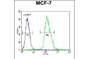 Flow cytometric analysis of MCF-7 cells (right histogram) compared to a negative control cell (left histogram). (MFAP4 anticorps  (C-Term))