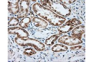 Immunohistochemical staining of paraffin-embedded Kidney tissue using anti-SRR mouse monoclonal antibody. (SRR anticorps)
