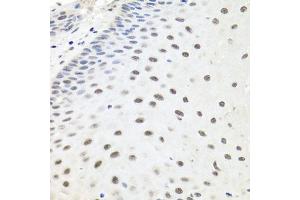 Immunohistochemistry of paraffin-embedded human esophagus using EXO1 antibody (ABIN6129824, ABIN6140356, ABIN6140357 and ABIN6219087) at dilution of 1:100 (40x lens). (Exonuclease 1 anticorps  (AA 601-846))