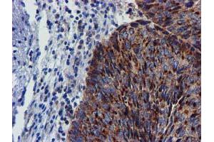 Image no. 7 for anti-Coiled-Coil-Helix-Coiled-Coil-Helix Domain Containing 5 (CHCHD5) (AA 1-110) antibody (ABIN1490560) (CHCHD5 anticorps  (AA 1-110))