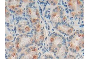 DAB staining on IHC-P; Samples: Human Stomach Tissue (CD22 anticorps  (AA 28-246))