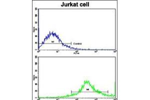 Flow cytometric analysis of jurkat cells using CD8B Antibody (N-term)(bottom histogram) compared to a negative control cell (top histogram). (CD8B anticorps  (N-Term))