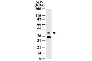 Western blot analysis of FOSB in HeLa cell lysate with FOSB monoclonal antibody, clone 83B1138  protein band with an approximate molecular weight of 46 kD is detected. (FOSB anticorps  (AA 2-15))