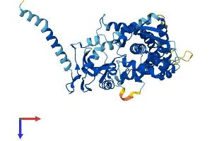 AlphaFold protein structure predicition of Human Recombinant CYP26A1 Protein, UniprotID O43174