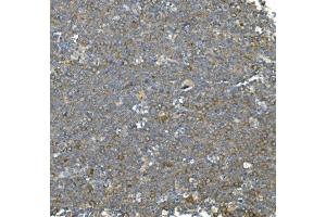 IHC analysis of Hsc70 using anti-Hsc70 antibody (ABIN7601962). (Hsc70 anticorps  (AA 520-614))