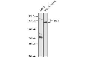 Western blot analysis of extracts of various cell lines, using PHC1 Antibody (ABIN6133147, ABIN6145525, ABIN6145526 and ABIN6221541) at 1:1000 dilution. (PHC1 anticorps  (AA 750-940))