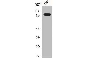 Western Blot analysis of A549 cells using Exo1 Polyclonal Antibody (Exonuclease 1 anticorps  (N-Term))