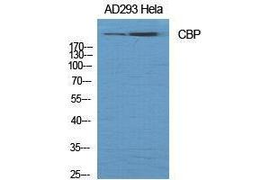 Western Blot (WB) analysis of specific cells using CBP Polyclonal Antibody. (CBP anticorps  (Ser262))