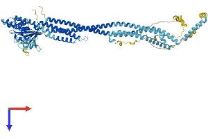 AlphaFold protein structure predicition of Mouse Recombinant Mfn1 Protein, UniprotID Q811U4